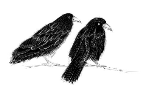 Picture of two crows on a branch