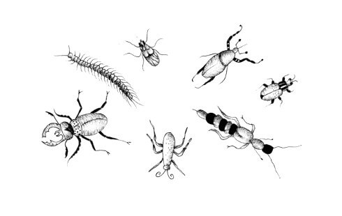 Picture of a collection of bugs